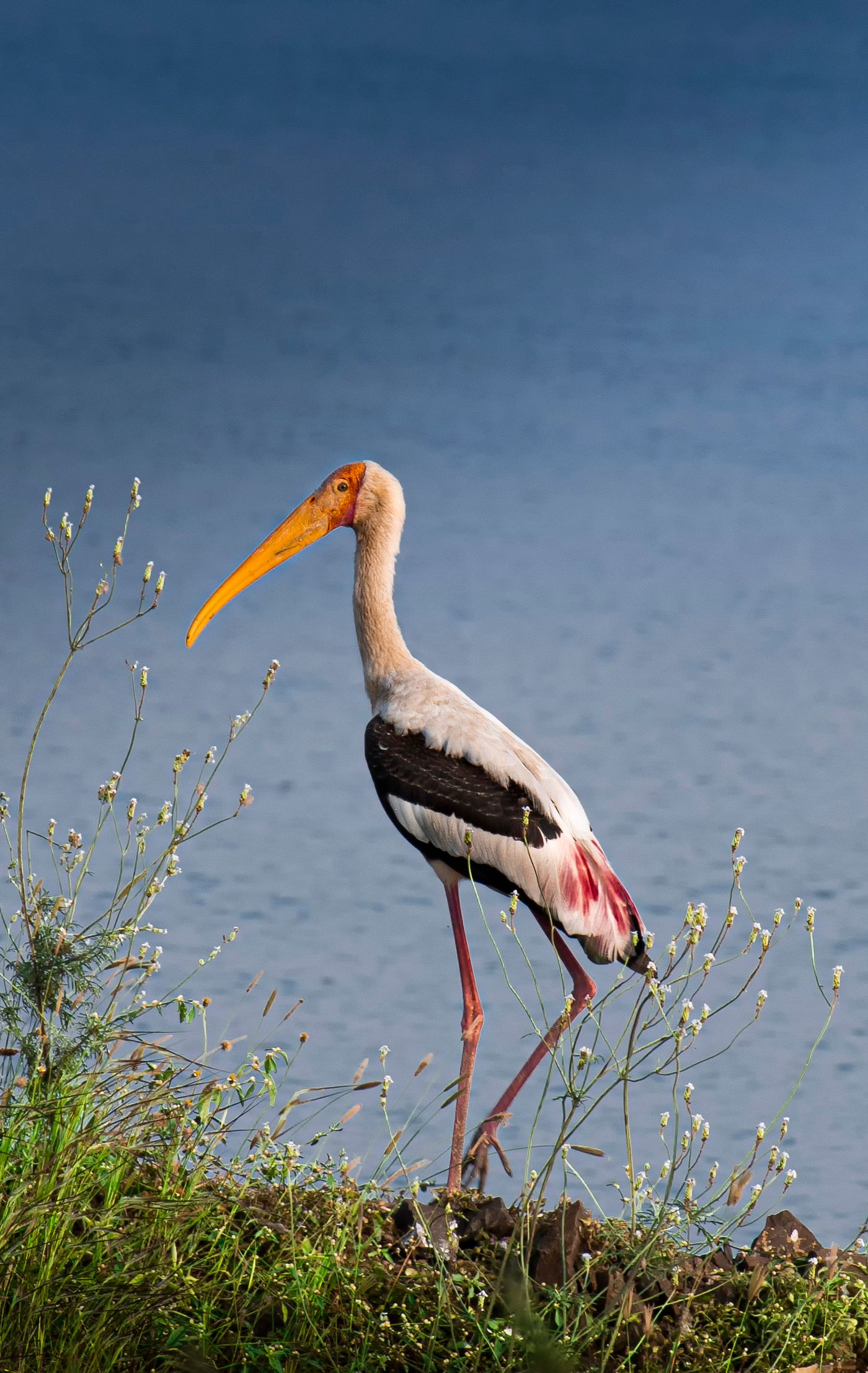 Painted stork with a yellow bill standing in grass beside water